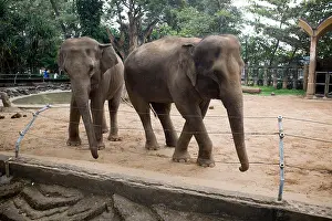 Saigon Prints: Elephants Saigon Zoo and Botanical Garden Ho Chi Minh City Vietnam