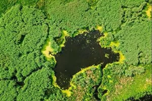 Aerial Landscape Collection: Elevated View Of Green Small Bog Marsh Swamp Wetland And Green Forest Landscape In Summer Day
