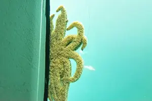 Temperate Prints: Eleven-Armed Sea Star - New Zealand