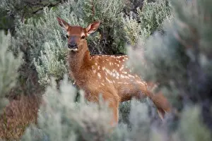 Offspring Prints: Elk calf in Yellowstone National Park Wyoming