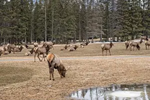 Manicured Prints: Elk (Cervus canadensis) grazing on grass at a golf course in Banff National Park, Canada