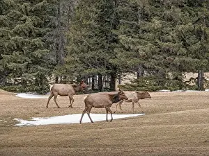 Manicured Prints: Three Elk (Cervus canadensis) travelling across a golf course in Banff National Park