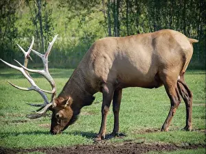 Biome Prints: Elk eating some grass in the Yukon Wildlife Preserve