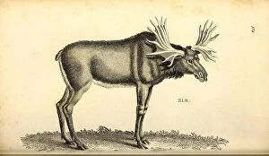 Images Dated 16th January 2020: Elk from General zoology, or, Systematic natural history Vol II Part 2 Mammalia, by Shaw, George