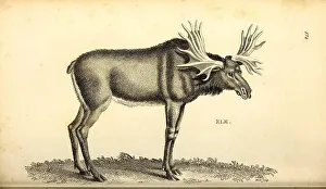Antlers Prints: Elk from General zoology, or, Systematic natural history Vol II Part 2 Mammalia