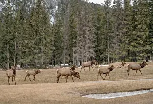 Manicured Prints: Elk Herd (Cervus canadensis) grazing on grass at a golf course in Banff National Park