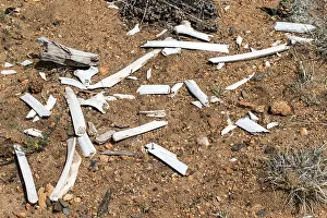 Bony Prints: Elk or Mule Deer bones rotting in the sun