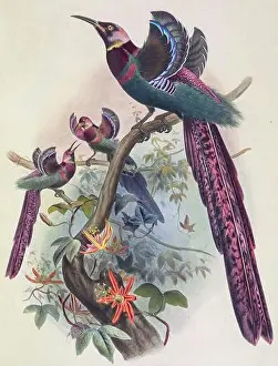 Tinted Prints: Elliot's bird-of-paradise, 19th century illustration