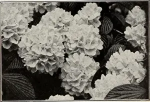 Ellwanger & Barry Mt Hope Nurseries 1916