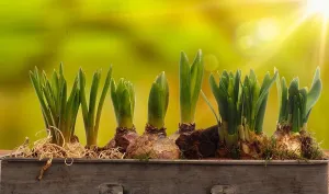 Hyacinth Prints: Elongated flower pot with daffodils and hyacinth bulbs on a wooden table with blurry nature background and flares