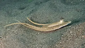 Moves Prints: An elongated marbled octopus (Amphioctopus aegina) moves elegantly over sand