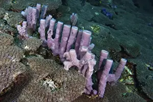 Geological Formation Prints: Elongated, pink large tube sponge (Haliclona (Reniera) in a fanned coral formation on the seabed