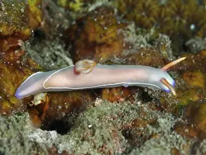 Sea Animal Prints: Elongated pink nudibranch, Bullock's starfish (Hypselodoris bullockii)