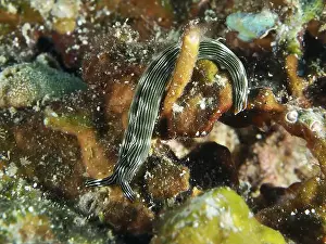 Open Water Prints: Elongated snail with thin stripes