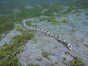 Sandy Bottom Prints: Elongated, snake-like marine animal