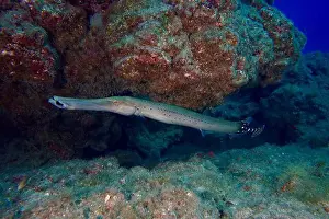 Oblong Prints: An elongated spotted fish, Atlantic cornetfish (Aulostomus strigosus)