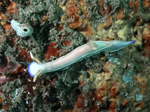 Conchifera Prints: Elongated star snail, Bullock's star snail (Hypselodoris bullockii)