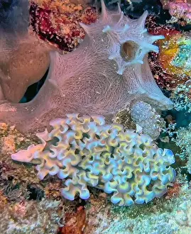 Boneiru Prints: Elysia crispata, common name the lettuce sea slug or lettuce slug