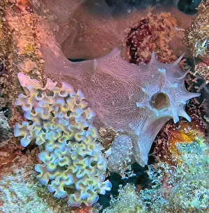 Boneiru Prints: Elysia crispata, common name the lettuce sea slug or lettuce slug