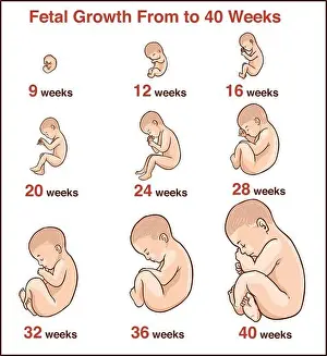 Prenatal Prints: Embryo development. Human fetus growth stages of pregnancy vector illustration