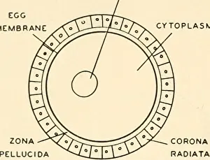 Booksubjectembryology Prints: Embryology. Embryology; Embryology; genealogy