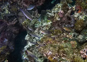 Parrotfish Prints: Emerald Parrotfish (Nicholsina usta) the Caribbean Sea