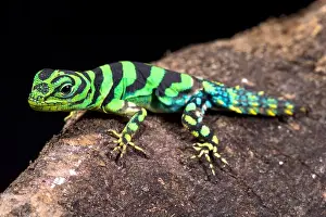 Emerald thornytail iguana, Uracentron azureum werneri