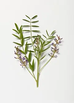 Emergence Prints: Emerging purple Glycyrrhiza glabra (Liquorice) flowers, and green leaves on stem