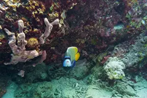 Underwater Photography Prints: Emperor angelfish (Pomacanthus imperator)in the coral reef of Maldives island