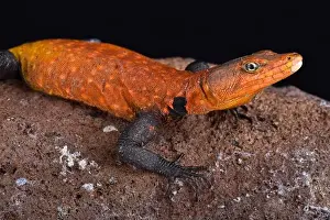 Emperor flat lizard (Platysaurus imperator) is the largest species of its family