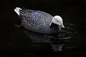 Chestnut Prints: Emperor goose, Anser canagicus