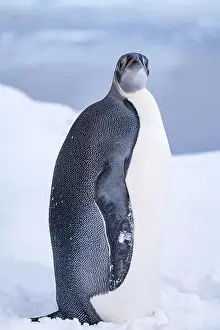 Advise Prints: Emperor Penguin in Antarctica. South Pole