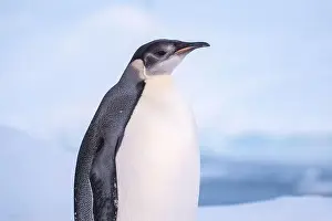 Advise Prints: Emperor Penguin in Antarctica. South Pole