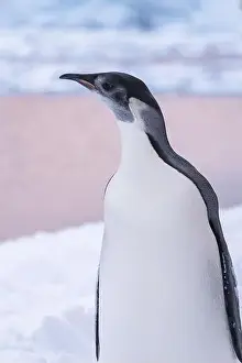 Advise Prints: Emperor Penguin in Antarctica. South Pole