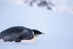 Advise Prints: Emperor Penguin in Antarctica. South Pole