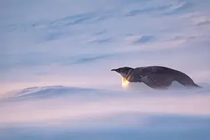 Advise Prints: Emperor Penguin in Antarctica. South Pole