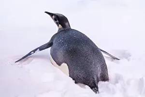 Advise Prints: Emperor Penguin in Antarctica. South Pole
