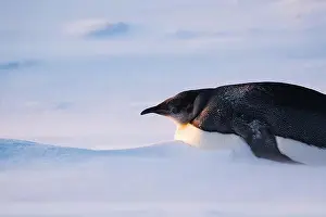 Advise Prints: Emperor Penguin in Antarctica. South Pole