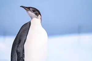 Advise Prints: Emperor Penguin in Antarctica. South Pole