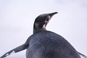 Advise Prints: Emperor Penguin in Antarctica. South Pole