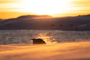 Advise Prints: Emperor Penguin in Antarctica. South Pole