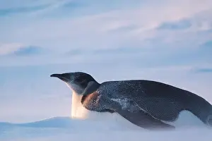 Advise Prints: Emperor Penguin in Antarctica. South Pole