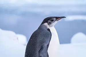 Advise Prints: Emperor Penguin in Antarctica. South Pole