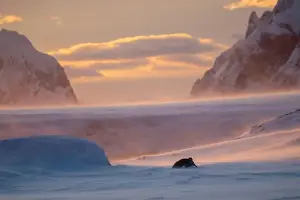 Advise Prints: Emperor Penguin in Antarctica. South Pole