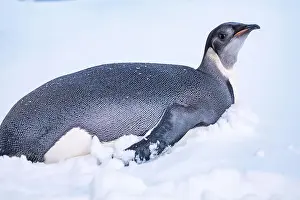 Advise Prints: Emperor Penguin in Antarctica. South Pole