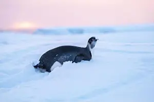 Advise Prints: Emperor Penguin in Antarctica. South Pole