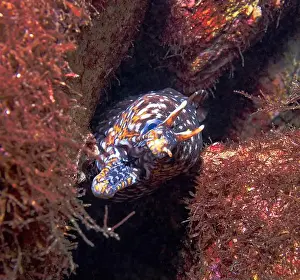 Exotic Fish Prints: Enchelycore pardalis - dragon moray