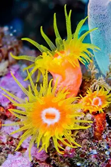 Biosphere Prints: Encrusting Sea Anemone, Reef Building Corals