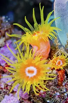 Sea Anemone Prints: Encrusting Sea Anemone, Reef Building Corals