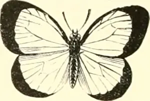 Discipline Prints: Encyclopédie d'histoire naturelle; ou